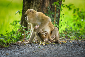 Monkey mom and her baby