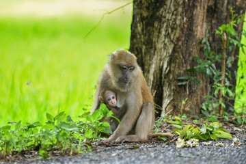 Monkey mom and her baby