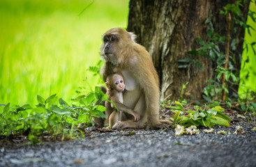 Monkey mom and her baby