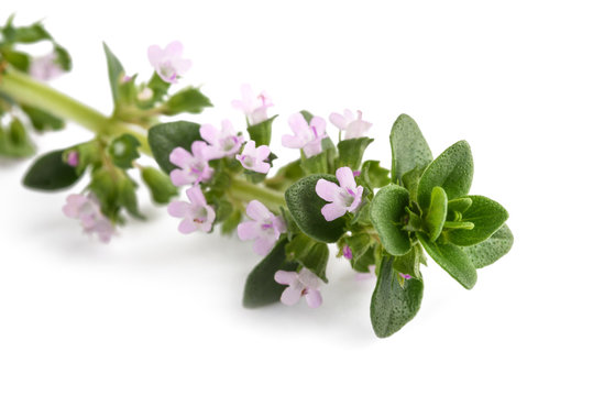 thyme with flowers