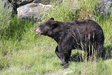 Schwarzbär in Alaska
