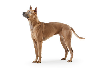 Dog. Young Thai Ridgeback dog on white backgrond