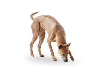 Dog. Young Thai Ridgeback dog on white backgrond