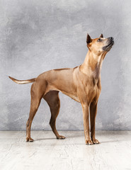 Dog. Young Thai Ridgeback dog on textured backgrond