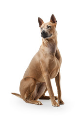 Dog. Young Thai Ridgeback dog on white backgrond