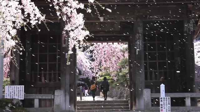 光前寺の桜
