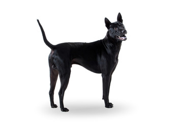 Dog. Young Thai Ridgeback dog on white backgrond