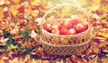 wicker basket of ripe red apples at autumn garden
