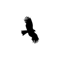 Obraz premium bird soars in the sky