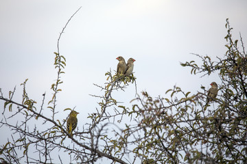 Red-billed Quelea