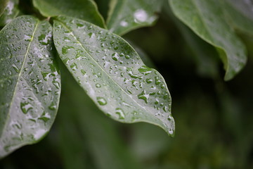 raindrops on leaves