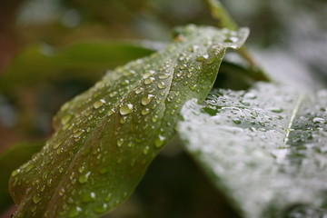 raindrops on leaves