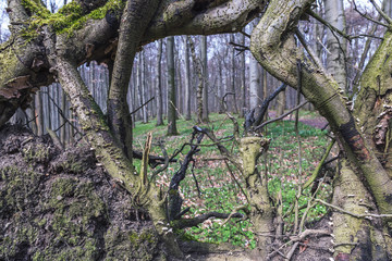Wurzelblick im Hainich