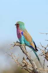 Lilac Breasted Roller