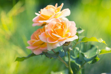 Gently yellow roses on a blurred background.