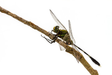 dragonfly perched on a tree branch