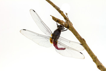 dragonfly perched on a tree branch