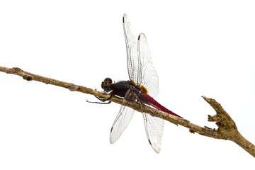 dragonfly perched on a tree branch