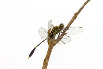 dragonfly perched on a tree branch
