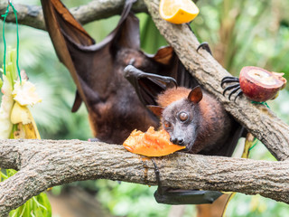 scary flying fox on tree eating fruits
