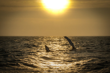 Obraz premium Humpback Whale fin slapping at sunset in Cape Cod.