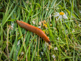 Nacktschnecke im Gras © Erwin Goas