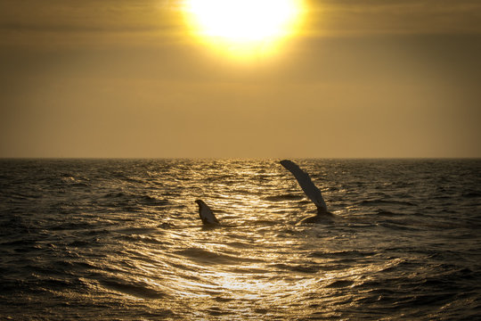 Humpback Whale fin slapping at sunset in Cape Cod.