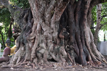 ガジュマルの根っこ