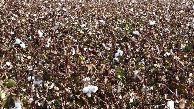 Pan from a cotton flower field around Ergani Greece