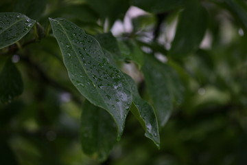 raindrops on leaves