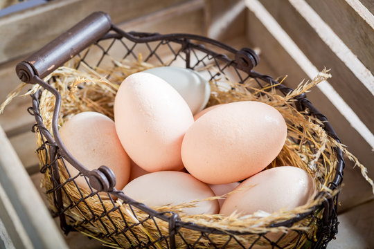 Good and ecological eggs with hen feathers