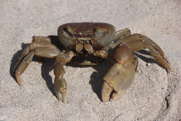 crabe