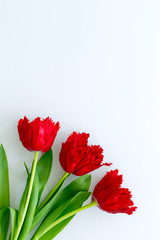 Red tulips on a white background. Space for text. Postcard
