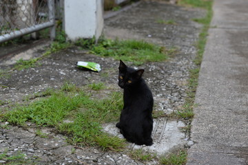 タイ　チェンマイの黒猫