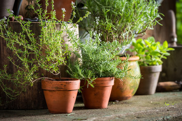 Aromatic and healthy herbs in summer garden
