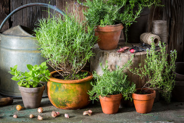 Homegrown and aromatic herbs on the old porch