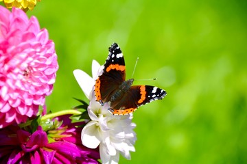 Fototapeta na wymiar Grußkarte - bunter Blumenstrauß mit Schmetterling