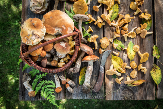 Noble wild mushrooms on old wooden rustic table