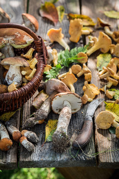 Edible wild mushrooms on old wooden rustic table