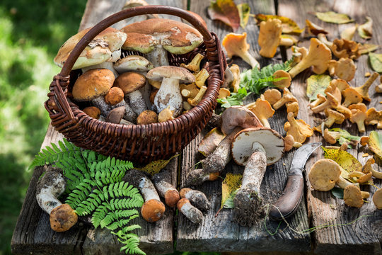 Fresh wild mushrooms with green fern from forest