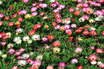 Tableaux ronds sur plexiglas Marguerites livingstone daisy, colorful flower in garden(Dorotheanthus bellidiformis)