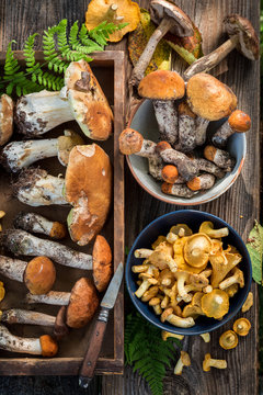 Various wild mushrooms freshly collected from the forest