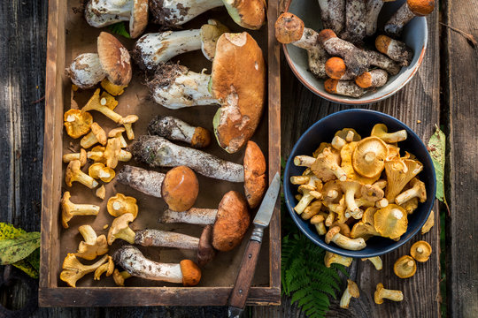 Noble wild mushrooms full of flavour and aromatic
