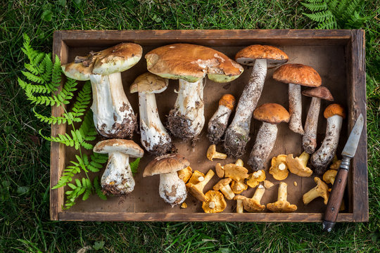 Tasty wild mushrooms with green fern from forest