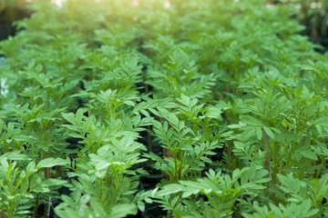 Small Marigold tree in garden.