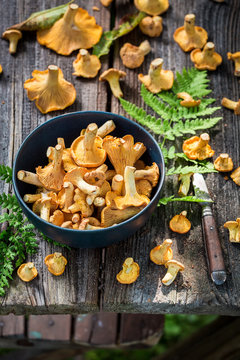 Healthy wild chanterelle mushrooms on old wooden rustic table