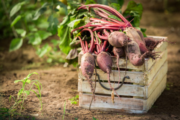 Healthy and red beetroot on old wooden box