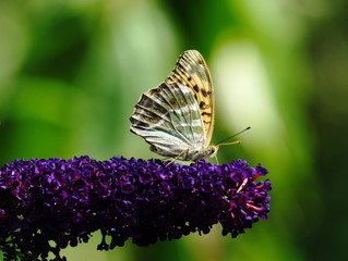 Kaisermantel,Sommerflieder,Schmetterlingsbaum