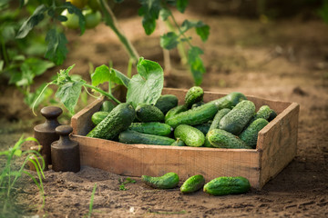 Fresh and bio cucumbers in old wooden box