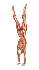 3D Rendering Muscle Maps